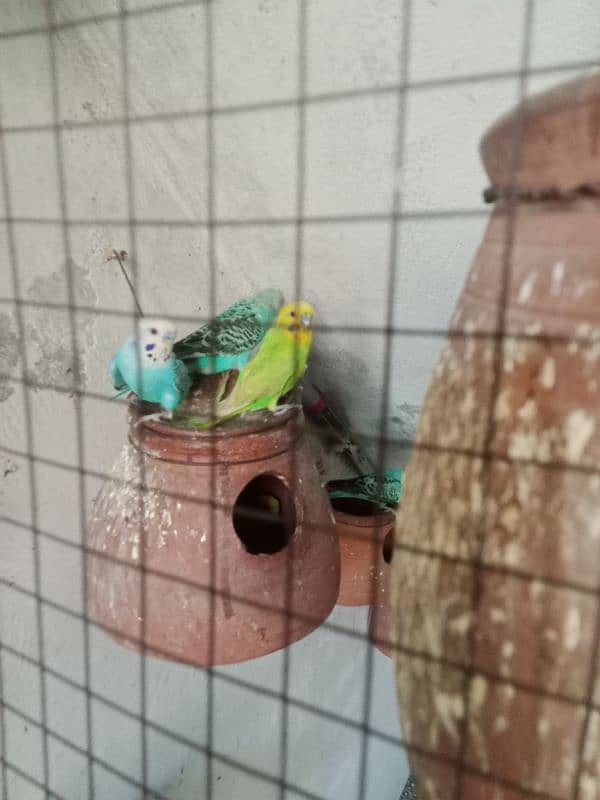 bajri parrots 6 pairs for sale 0