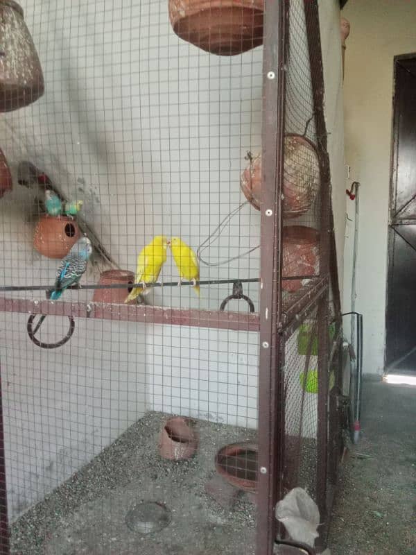 bajri parrots 6 pairs for sale 1