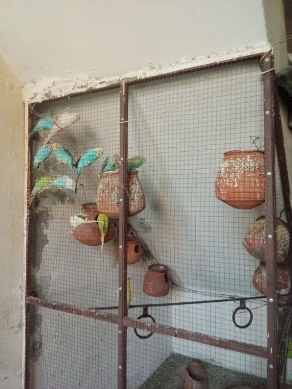 bajri parrots 6 pairs for sale 2