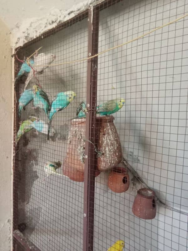 bajri parrots 6 pairs for sale 3