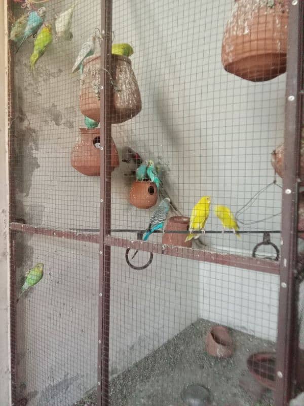 bajri parrots 6 pairs for sale 4