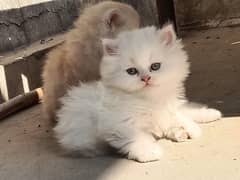 Persian kittens punch face pure triple coated