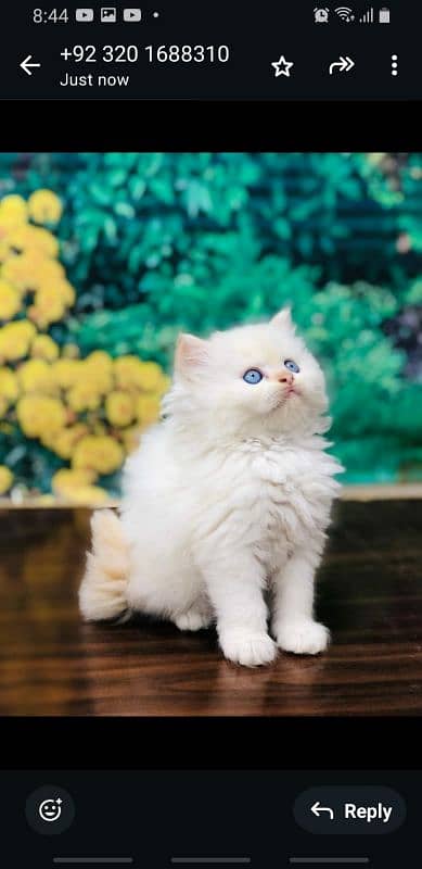 Persian Punch face triple coat cat Kitten 3