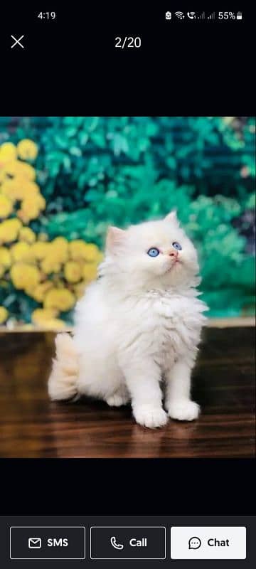 Persian Punch face triple coat cat Kitten 9