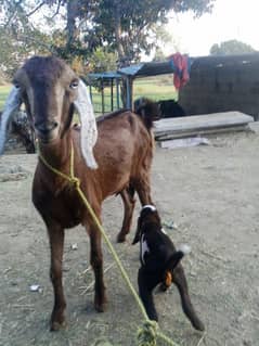 Goat with female cough