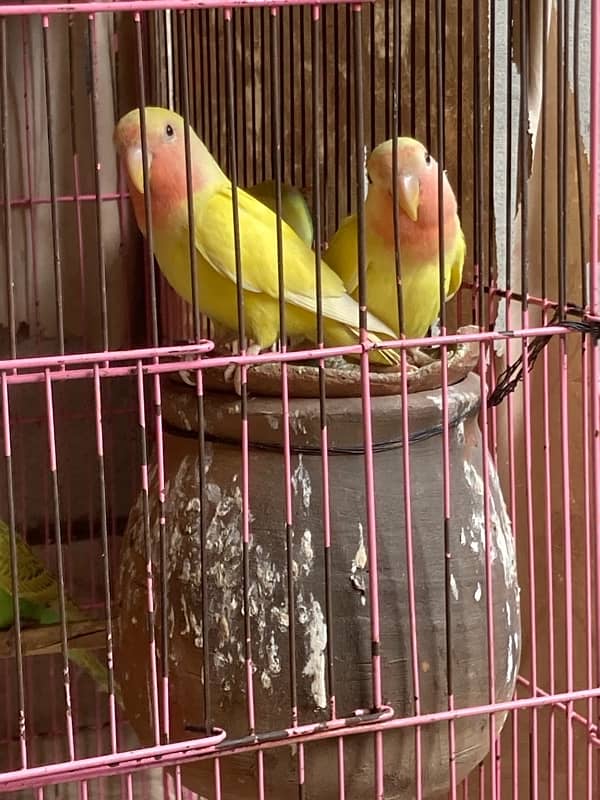 Australian , lovebirds ,  Coctail and finches 0