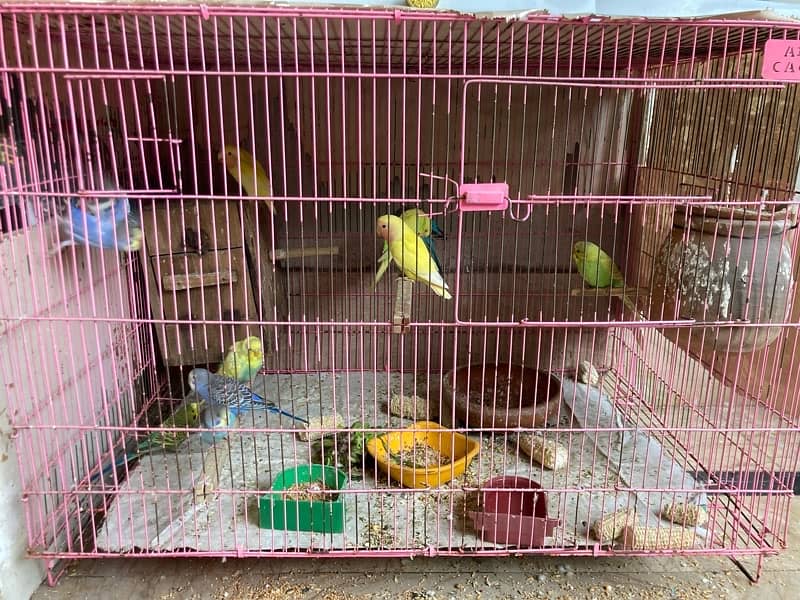 Australian , lovebirds ,  Coctail and finches 1