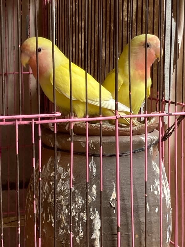 Australian , lovebirds ,  Coctail and finches 2