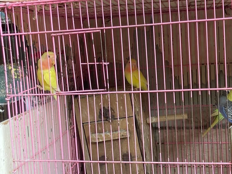 Australian , lovebirds ,  Coctail and finches 3