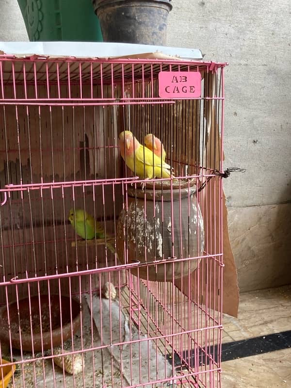 Australian , lovebirds ,  Coctail and finches 4