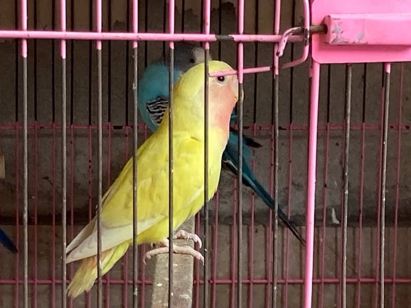 Australian , lovebirds ,  Coctail and finches 5