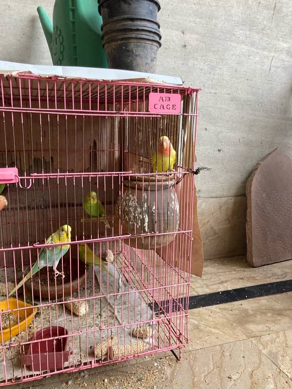 Australian , lovebirds ,  Coctail and finches 6