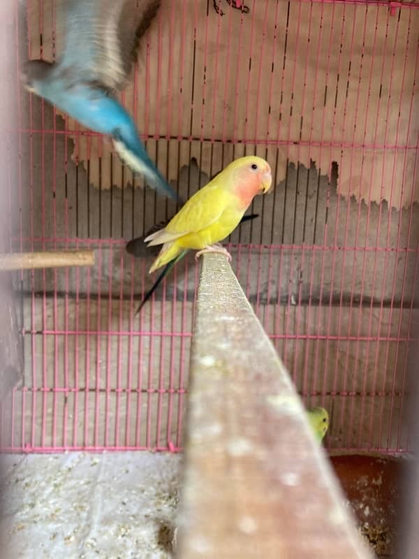 Australian , lovebirds ,  Coctail and finches 7