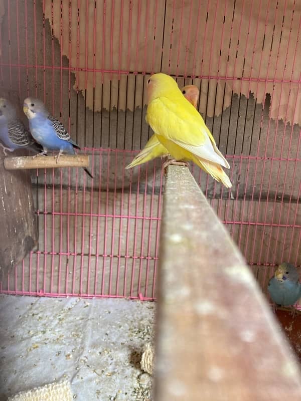 Australian , lovebirds ,  Coctail and finches 9