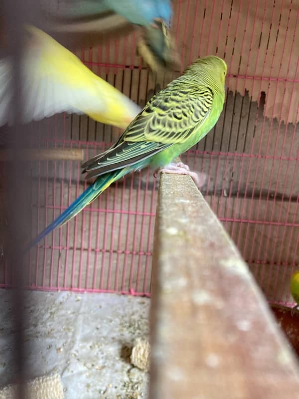 Australian , lovebirds ,  Coctail and finches 11