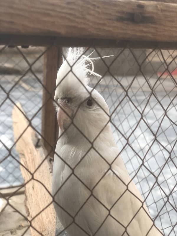 White Cockatiel Parrot With Red Eyes 0