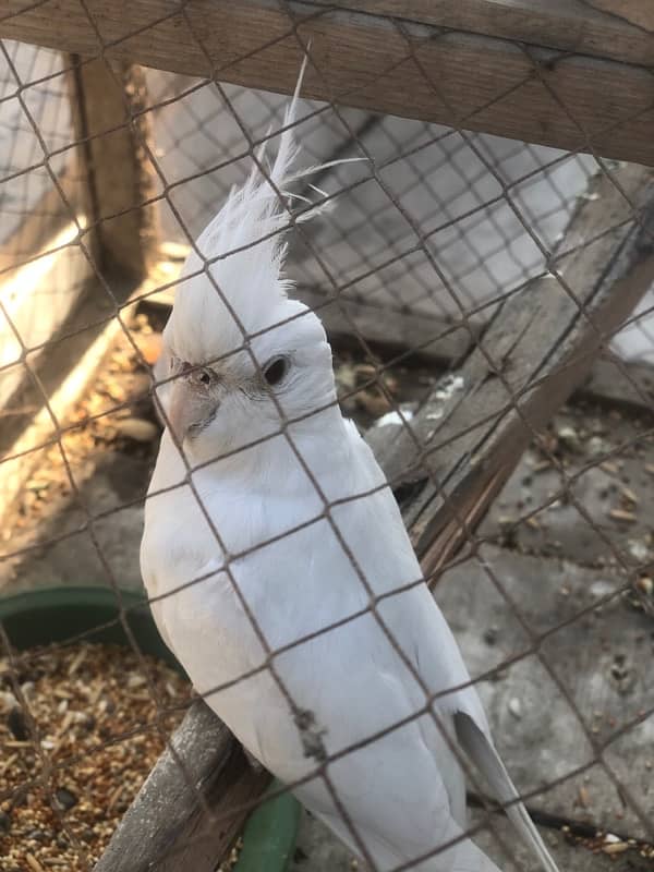 White Cockatiel Parrot With Red Eyes 1