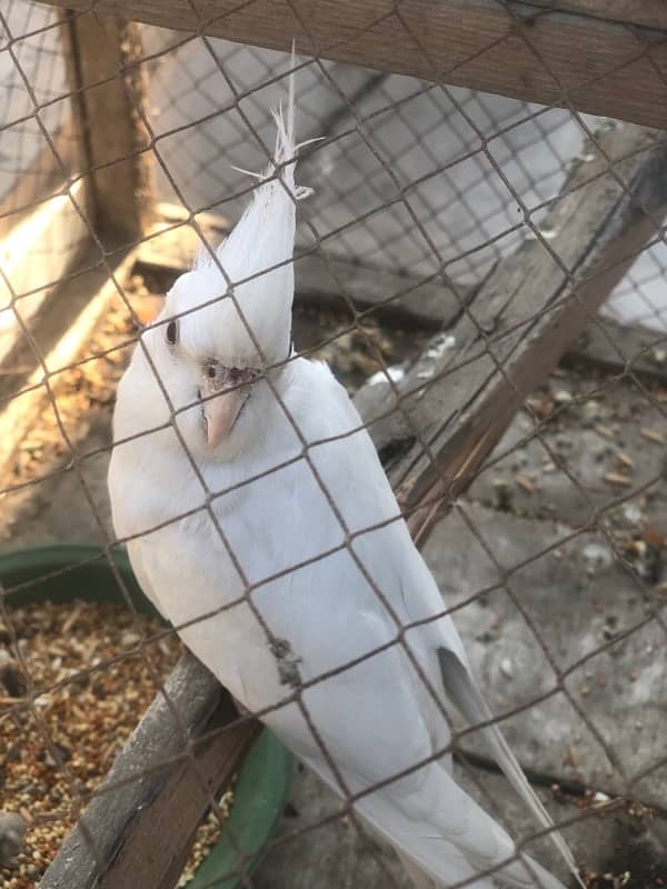 White Cockatiel Parrot With Red Eyes 2