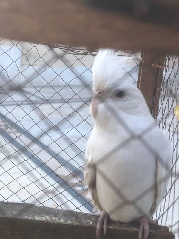 White Cockatiel Parrot With Red Eyes 3