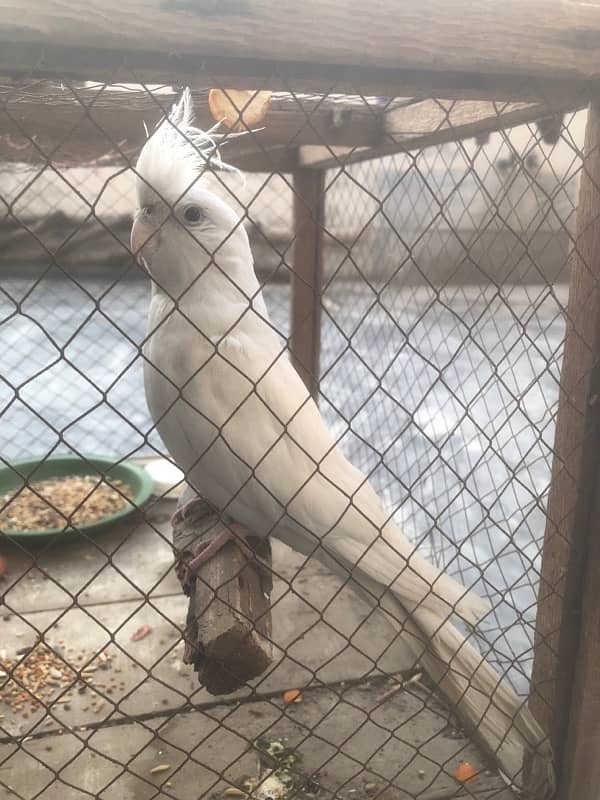 White Cockatiel Parrot With Red Eyes 4