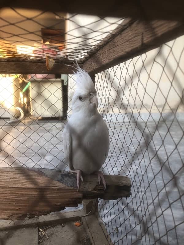 White Cockatiel Parrot With Red Eyes 5