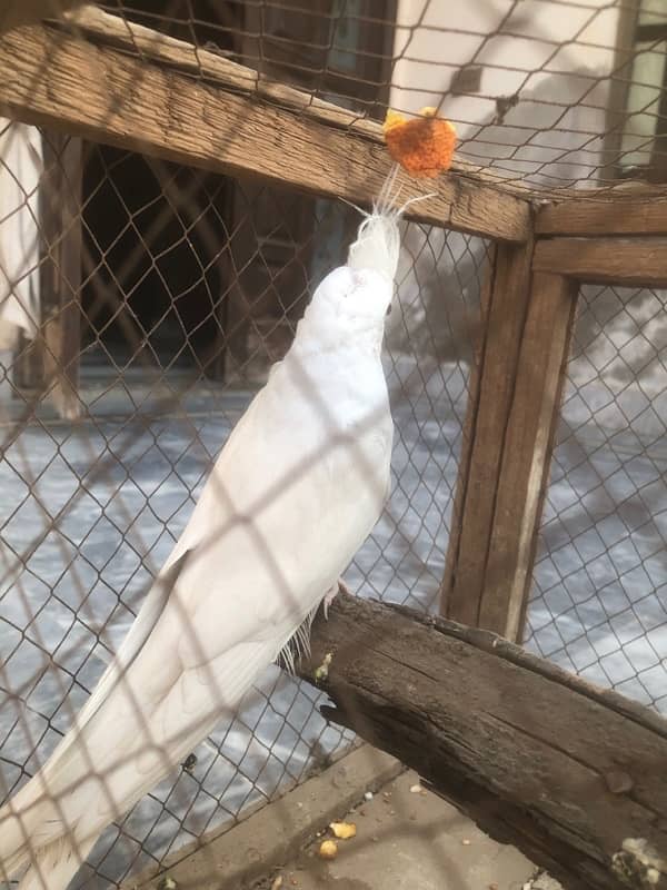 White Cockatiel Parrot With Red Eyes 6