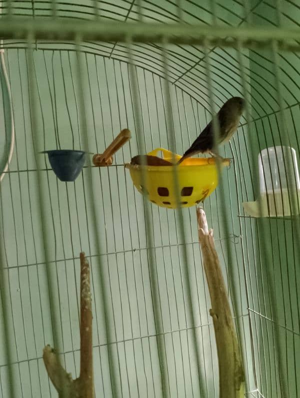 canary female 0