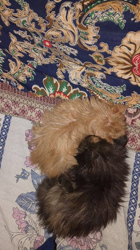 Male and Female cats for sale 1