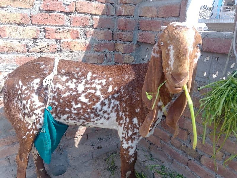 mahki cheeni bakri or bacha 2