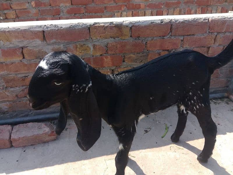 mahki cheeni bakri or bacha 3