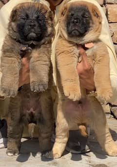 Kurdish kangal dog 1 pair and 1 male security dog for sale