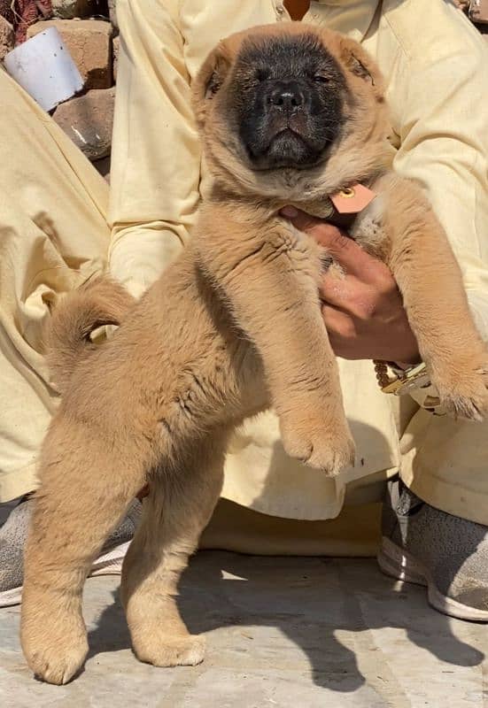 Kurdish kangal dog 1 pair and 1 male security dog for sale 1