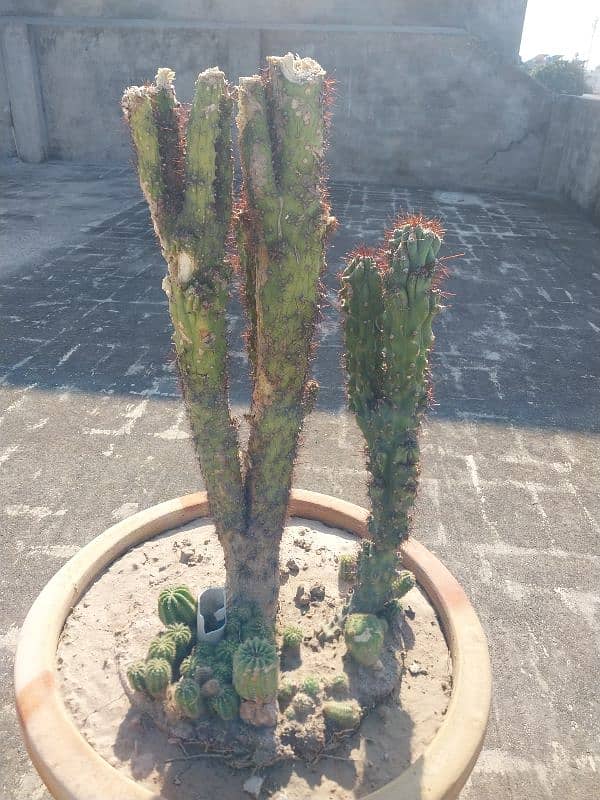 Cactus Plant 0