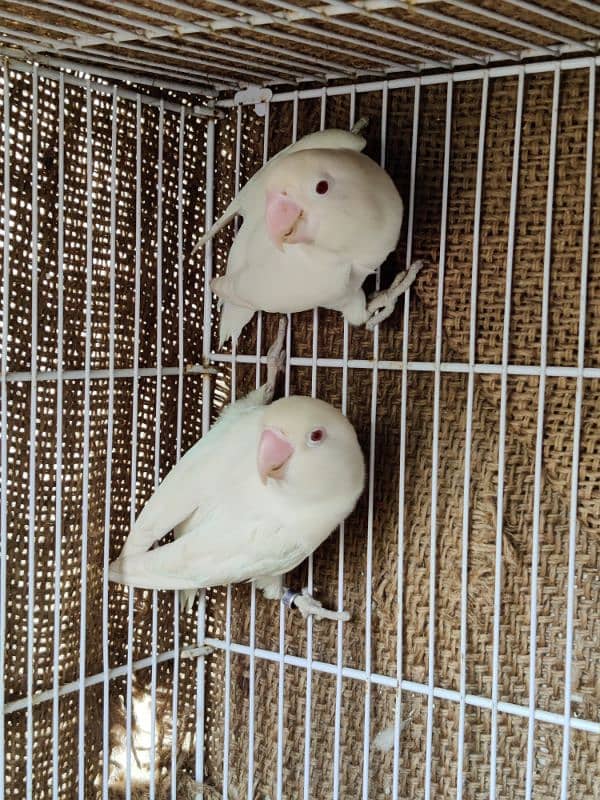 Albino Red Eye and Black mask yellow chest holand breed 0