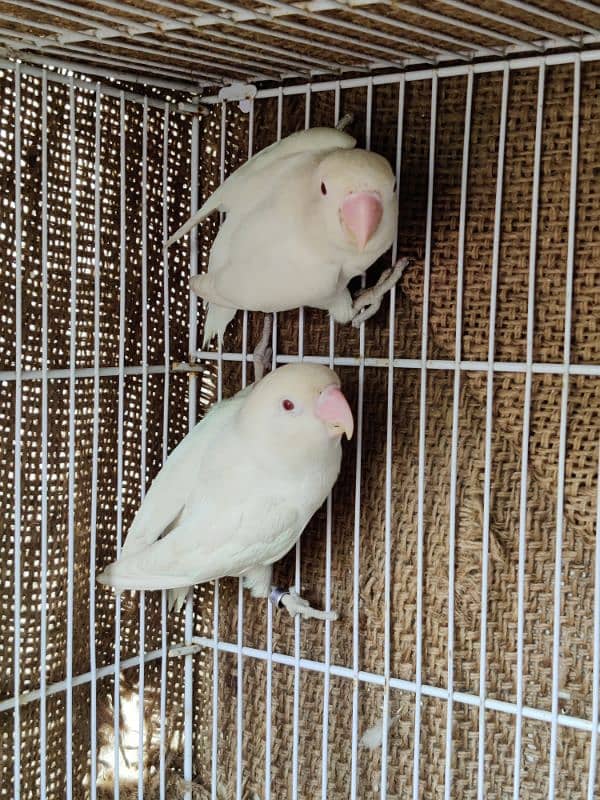 Albino Red Eye and Black mask yellow chest holand breed 1