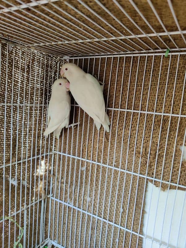 Albino Red Eye and Black mask yellow chest holand breed 2