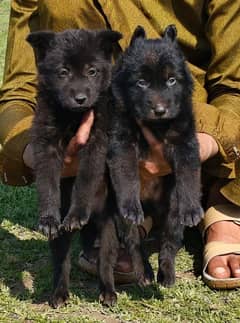 black German Shepherd long coated pair age 2 month for sale