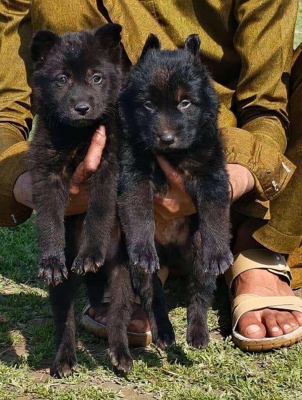 black German Shepherd long coated pair age 2 month for sale 1