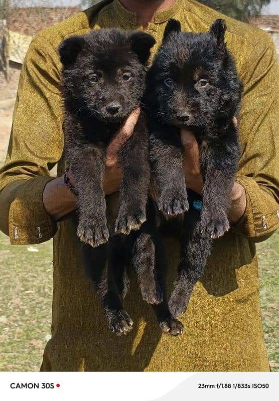 black German Shepherd long coated pair age 2 month for sale 2