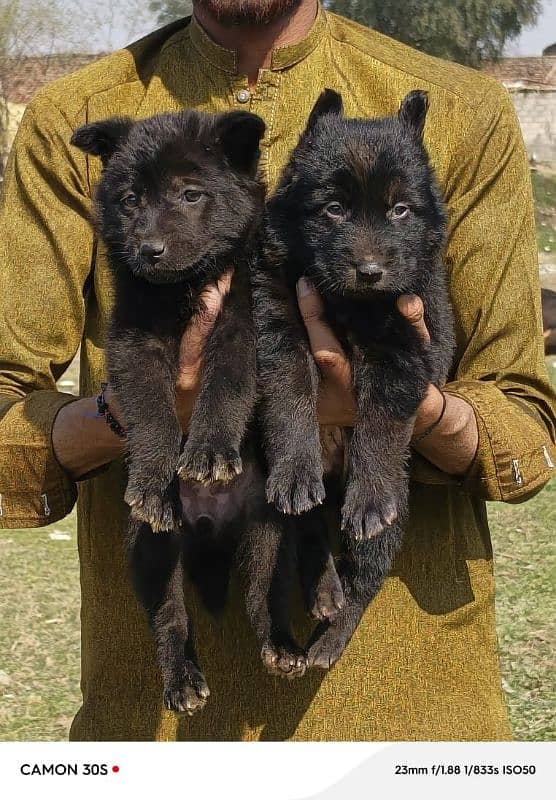 black German Shepherd long coated pair age 2 month for sale 3