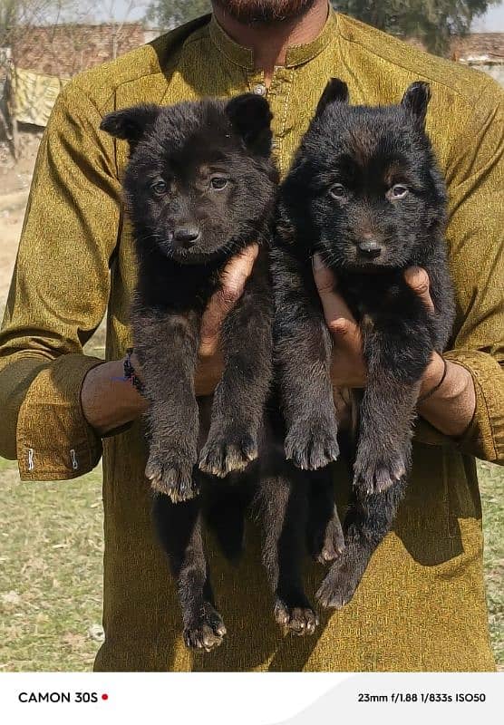 black German Shepherd long coated pair age 2 month for sale 4