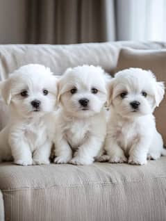 Maltese puppies for sale