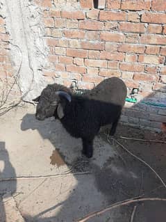 sheep goat