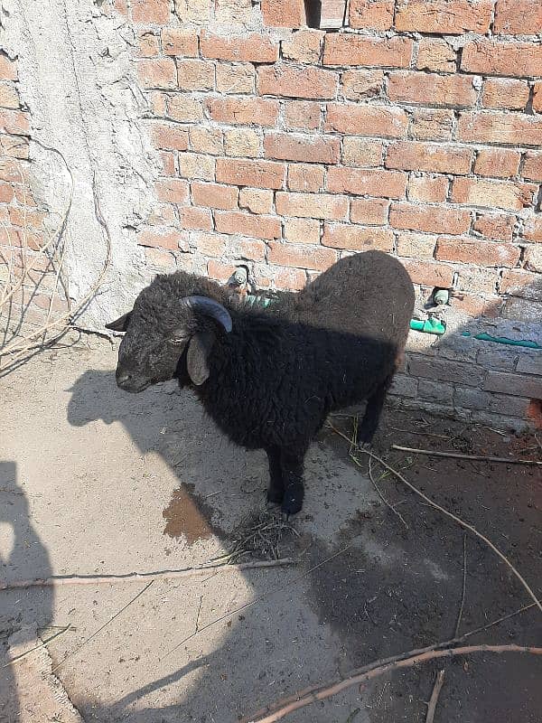 sheep goat 0