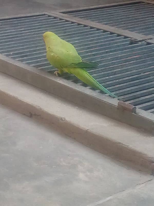 home hand made parrot 0