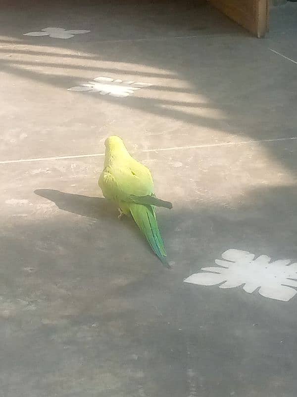 home hand made parrot 1