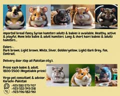 cheap price hamsters ready to bread Syrian adult/babyes available.