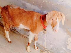 Abluck Teddy Bakri with 2 kids