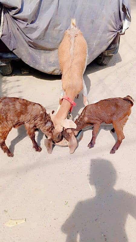 Abluck Teddy Bakri with 2 kids 1