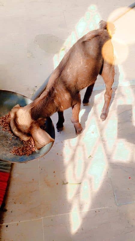 Abluck Teddy Bakri with 2 kids 2